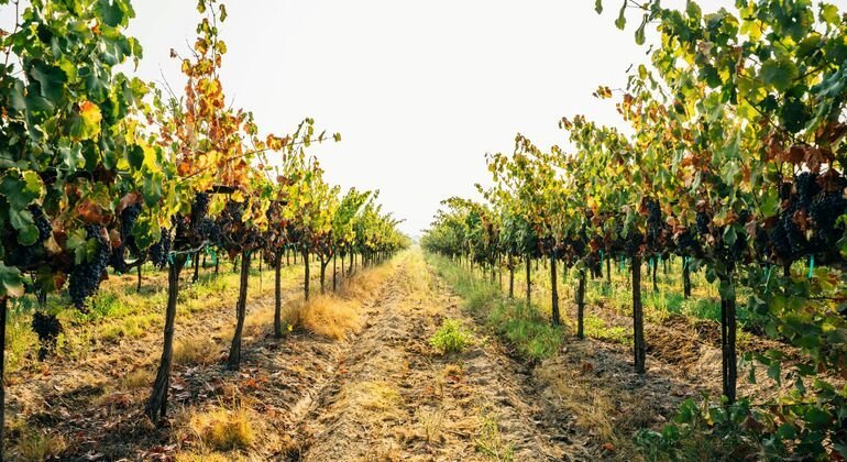 Immagine: Il mondo della Spin Winera: Recensione e Guida alla App Italiana