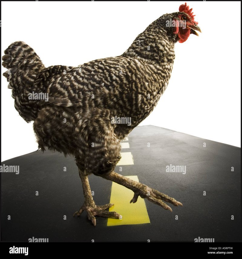 Romania - chicken road romania